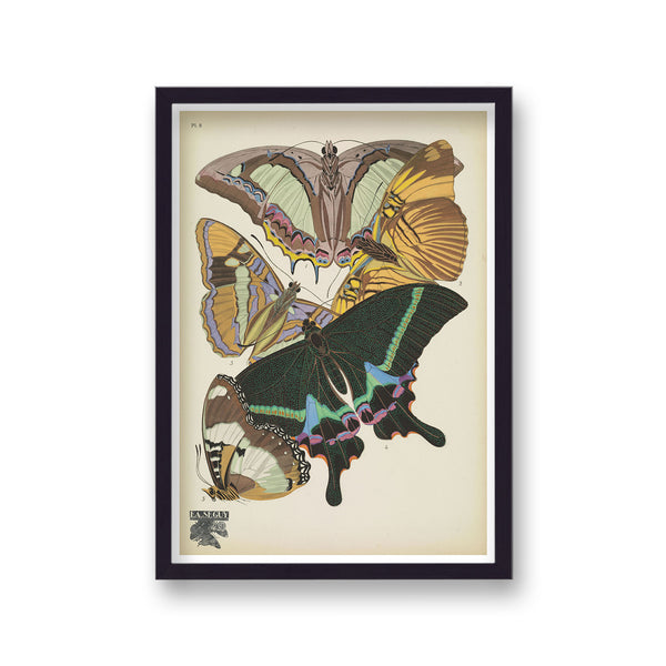Seguy Insectes Plate 8