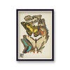 Seguy Insectes Plate 9