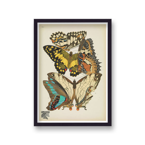 Seguy Insectes Plate 9