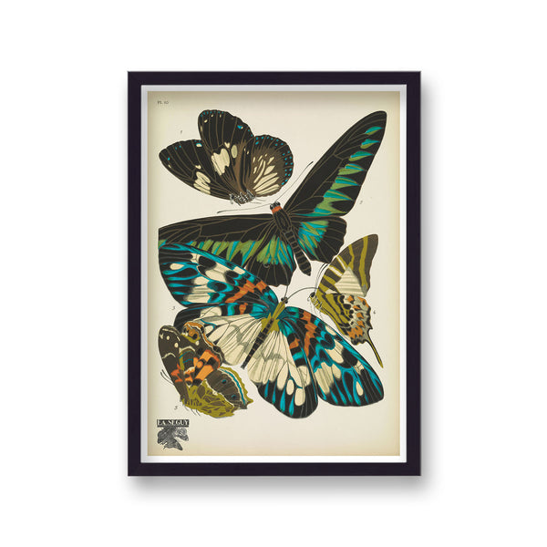 Seguy Insectes Plate 10