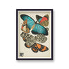 Seguy Insectes Plate 11