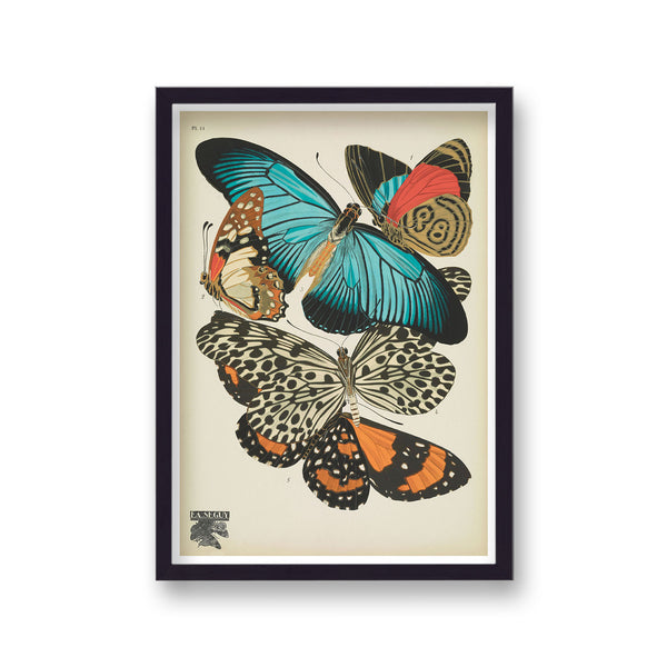 Seguy Insectes Plate 11
