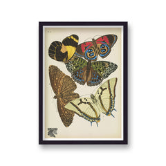 Seguy Insectes Plate 12