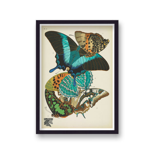 Seguy Insectes Plate 13