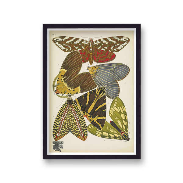 Seguy Insectes Plate 14