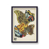 Seguy Insectes Plate 15