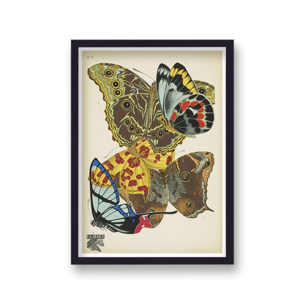 Seguy Insectes Plate 15