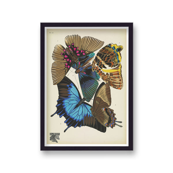 Seguy Insectes Plate 16