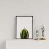 Cactus On White Background