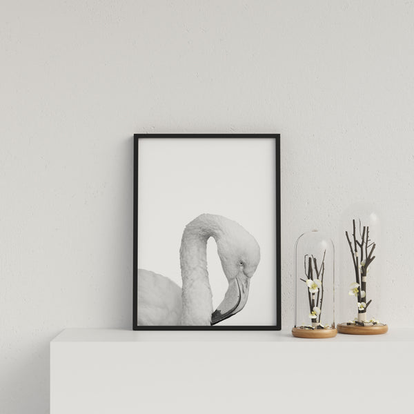 Flamingo On White Background