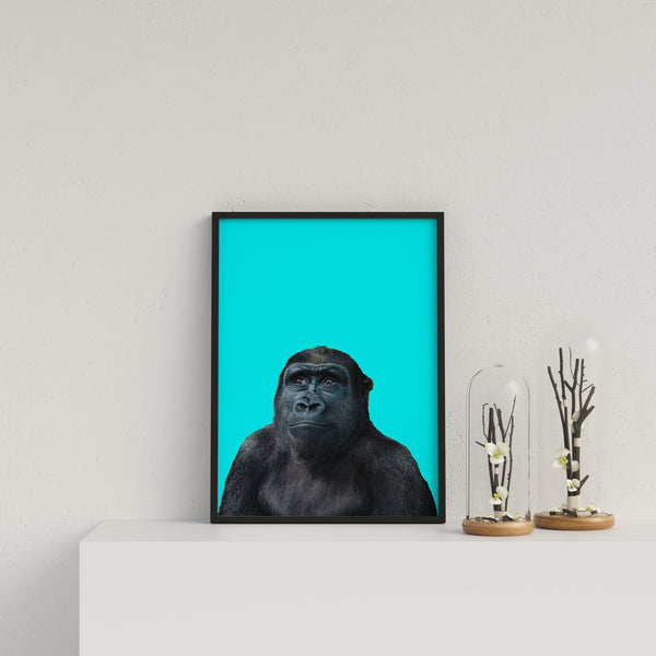 Young Gorilla On Blue Background