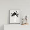 Palm Tree On White Background