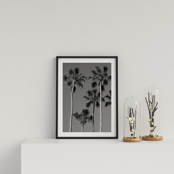 Tropical Palms