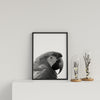 Parrot On White Background