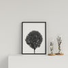 Round Tree On White Background