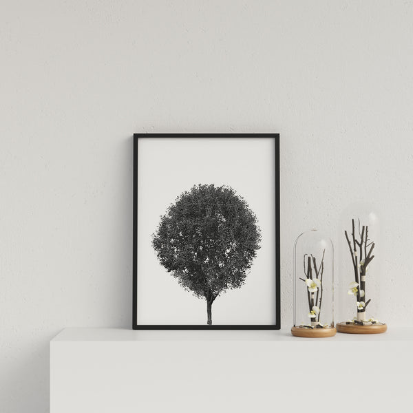 Round Tree On White Background