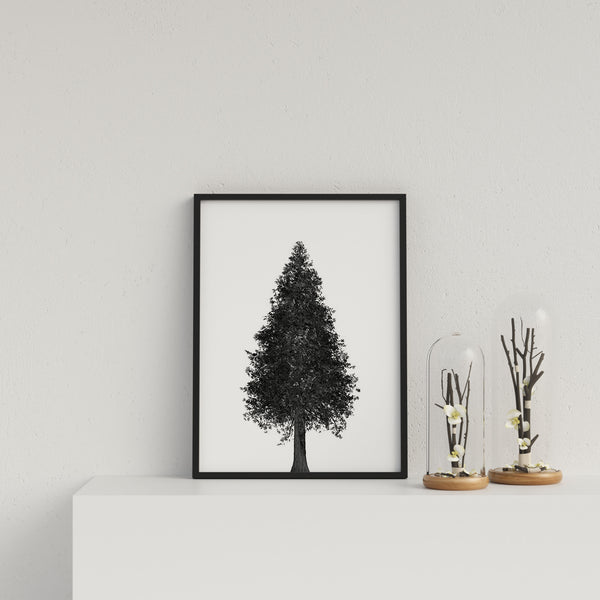 Pointed Tree On White Background