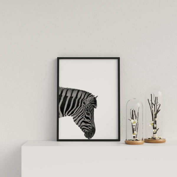 Zebra On White Background