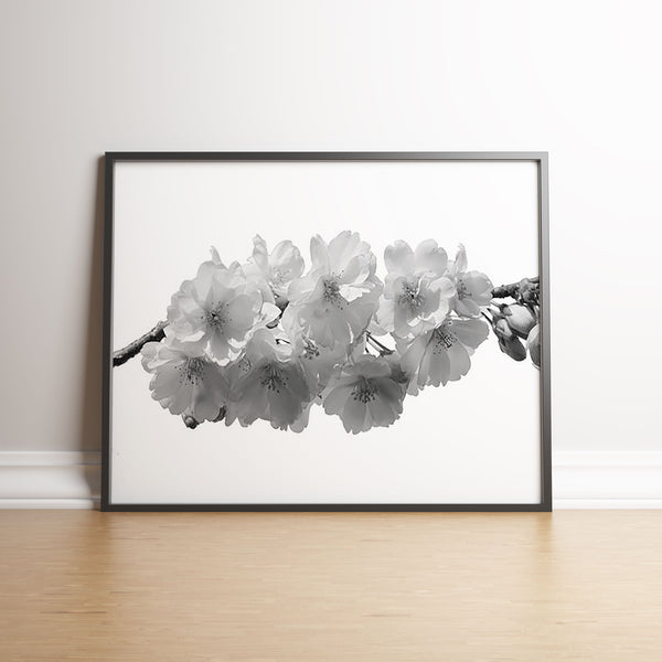 Cherry Blosson On White Backgound A