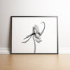 Orchid Flower Aquarelle Xray A