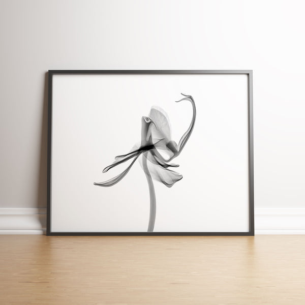 Orchid Flower Aquarelle Xray A