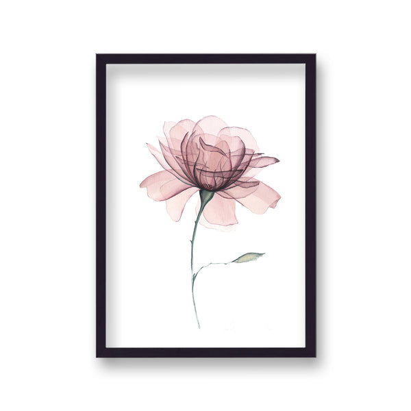 Botanical Pink Flower Aqaurelle X-Ray Print