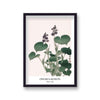 Ohara Koson Water Lily 1 Botanical Art Print