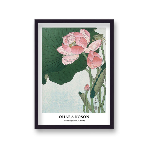 Ohara Koson Blooming Lotus Flowers Botanical Art Print