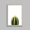 Cactus On White Background