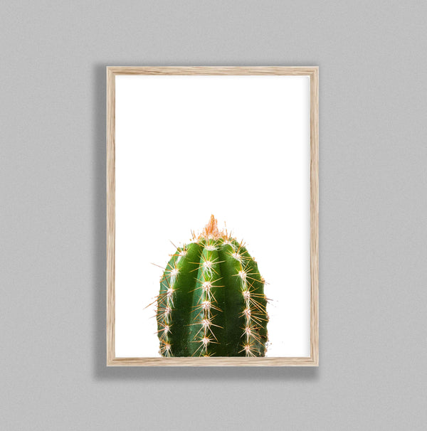 Cactus On White Background