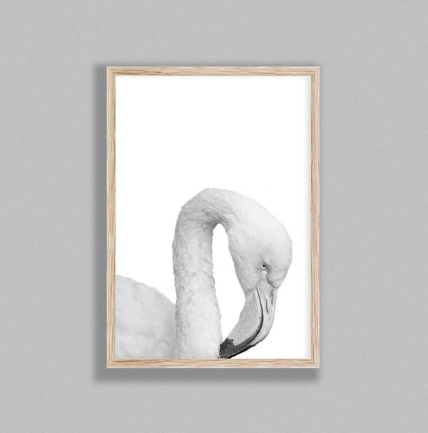 Flamingo On White Background