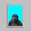 Young Gorilla On Blue Background