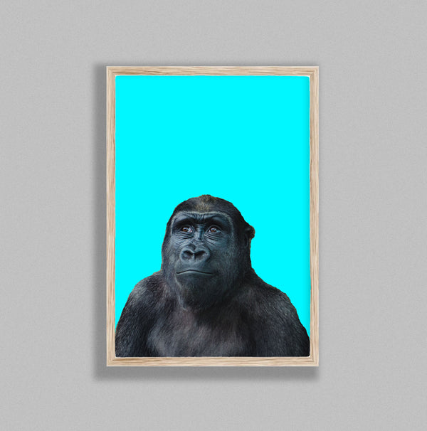 Young Gorilla On Blue Background