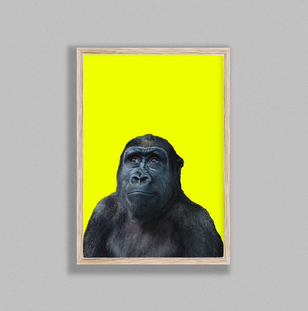 Young Gorilla On Yellow Background
