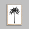 Palm Tree On White Background