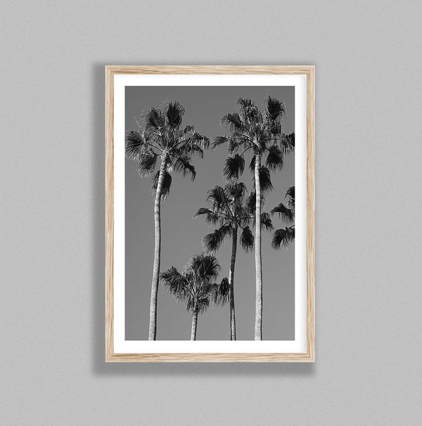 Tropical Palms