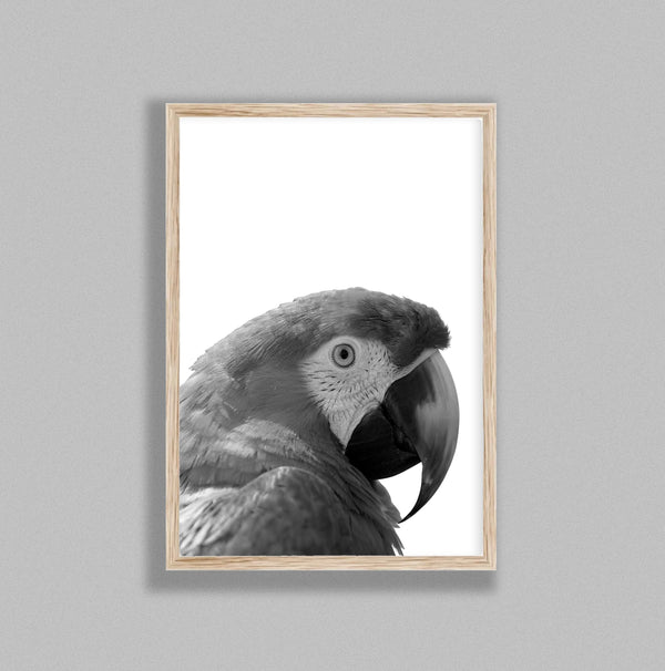 Parrot On White Background