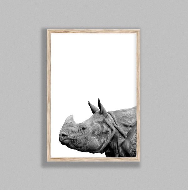 Rhino On White Background