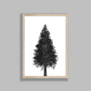 Pointed Tree On White Background
