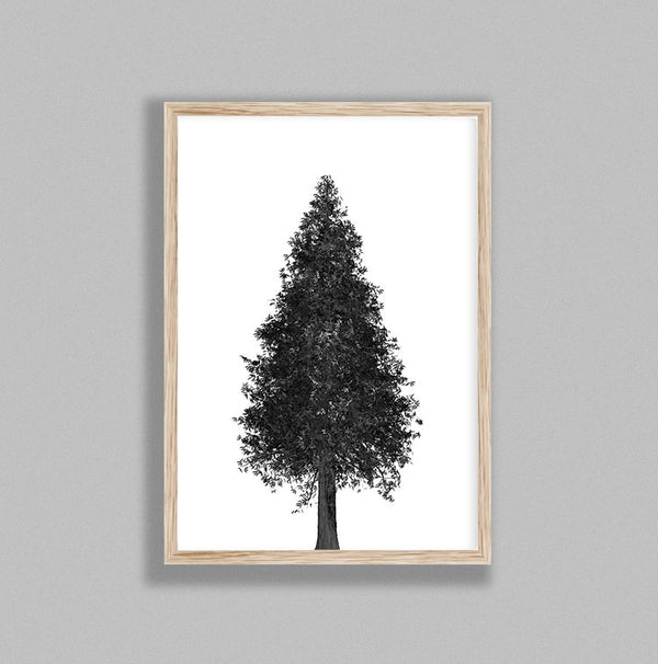 Pointed Tree On White Background