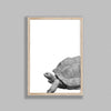 Giant Tortoise On White Background