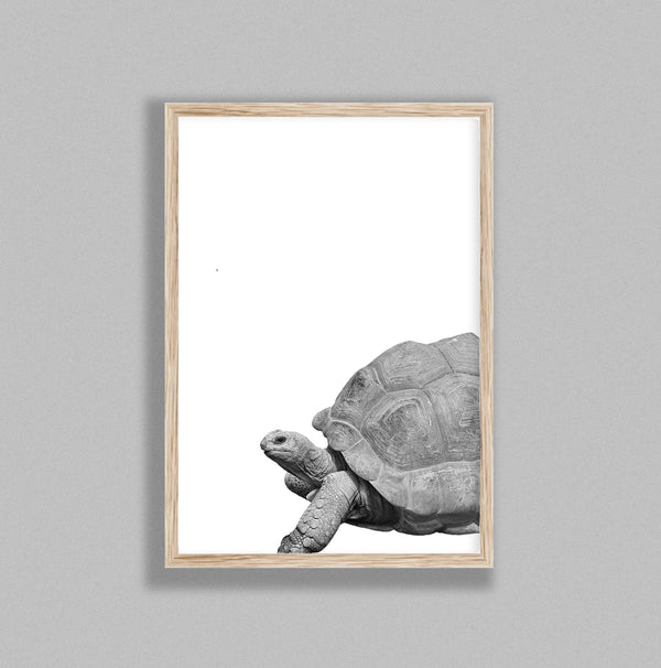 Giant Tortoise On White Background