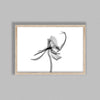 Orchid Flower Aquarelle Xray A