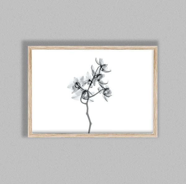 Delicate Flower Aquarelle Xray A