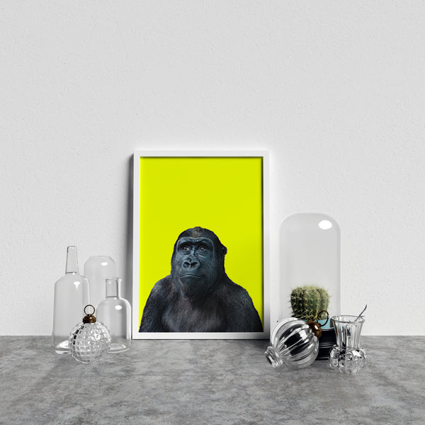 Young Gorilla On Yellow Background