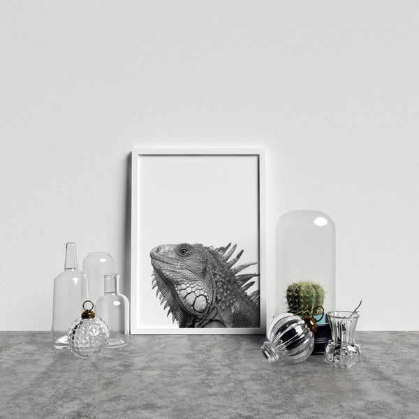 Iguana On White Background