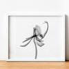 Orchid Flower Aquarelle Xray A
