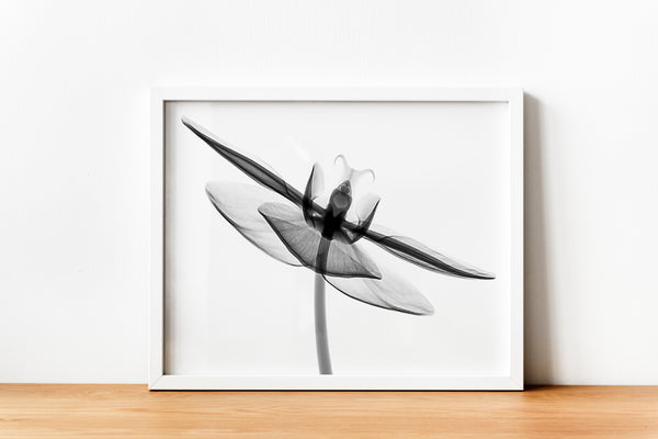 Orchid Flower Aquarelle Xray B